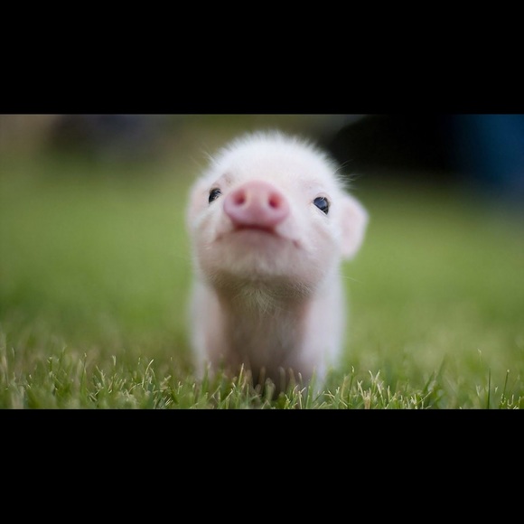 Meet your Posher, Madison - Picture 1 of 1